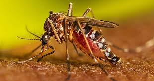 নয় মাসে ডেঙ্গুতে ২০০ জনের মৃত্যু