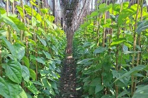 রাজবাড়ীর মিষ্টি পান ৮ দেশে রপ্তানি বন্ধ