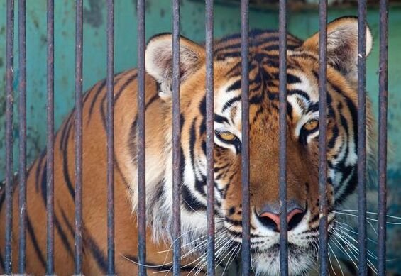 চিড়িয়াখানায় ফিরছে সিংহী,তদন্ত কমিটি গঠন